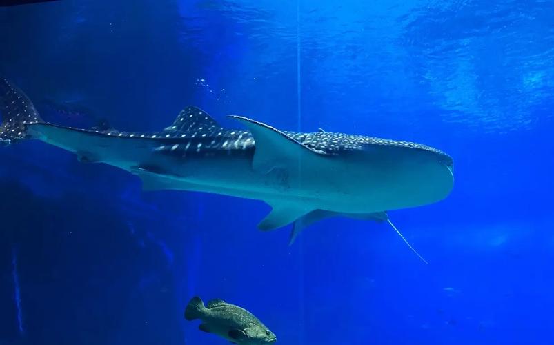 珠海秋季最适合亲子游的5个户外目的地