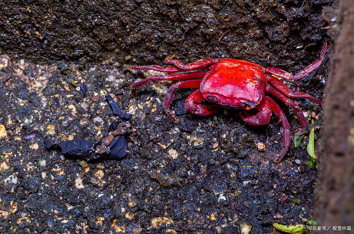 跟你们唠唠我的淇澳岛红树林湿地之旅